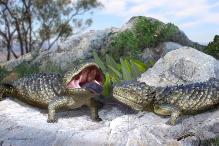 Encuentran el fósil del eslizón (un tipo de lagarto) más grande del mundo