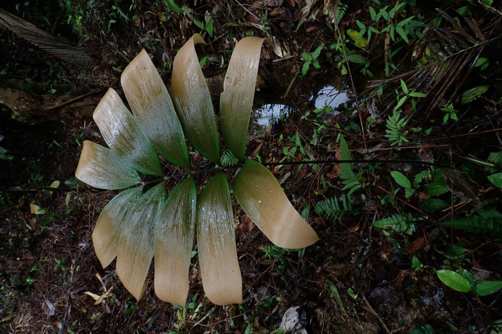 Una Z. amplifolia, una de las ochos especies de la región Pacífica. Esta fue encontrada en Buenaventura.Cortesía Instituto HumboldtAnte este panorama, el Instituto Humboldt, aliado con botánicos y herbarios, decidió desarrollar mapas de distribución de las 20 especies de zamias existentes en Colombia para incrementar su conocimiento, valoración y conservación.