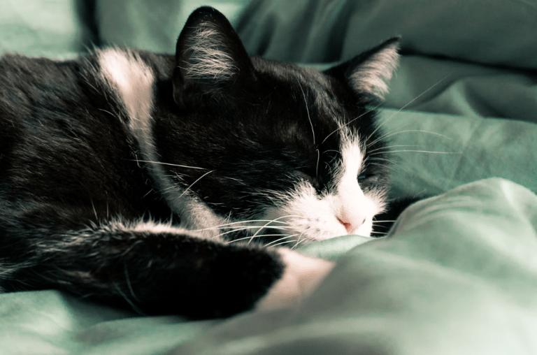 Stevie, la gata sin ojos que encontró la forma de llamar la atención de su dueña