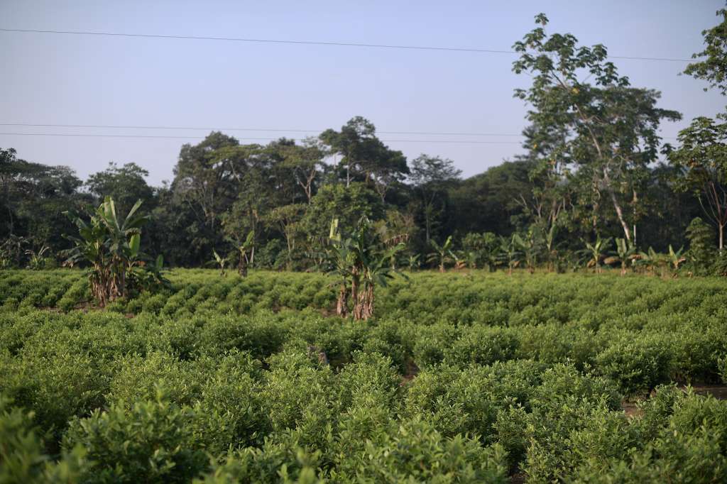 Plantación de hoja de Coca.