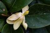 ¿Le gustan las magnolias? Tres especies colombianas que quizá no conocía