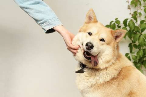 Nombres para perro: ¿cómo escoger el más adecuado?