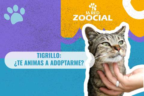 (Video) Soy Tigrillo, un gatito de 6 años, ¿te animas a adoptarme?