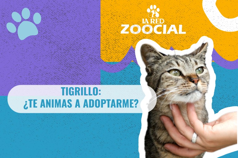 (Video) Soy Tigrillo, un gatito de 6 años, ¿te animas a adoptarme?