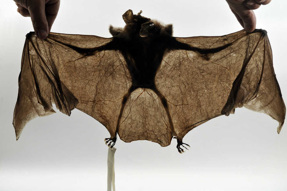 Vampyrum spectrum, especie de la Colección de Mamíferos de la U. Nacional. / Gabriel Aponte.