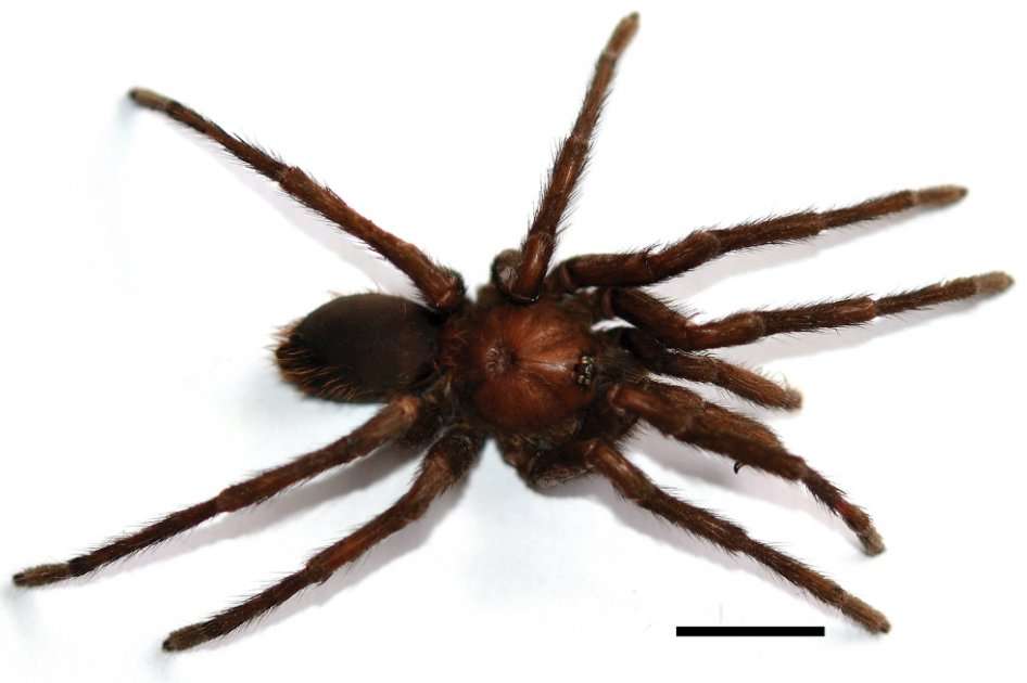 Nueva género de tarántula, Kankuamo marquezi. / Dirk Weinmann