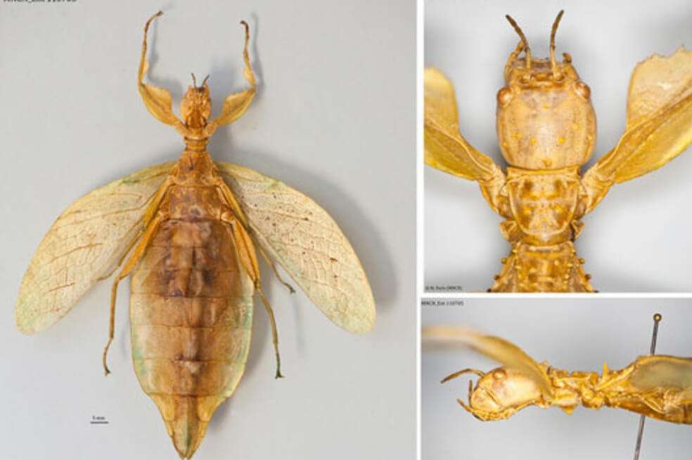Varias imágenes de Phyllium regina, la especie de insecto hoja recién descrita. / Mercedes París - Agencia Sinc