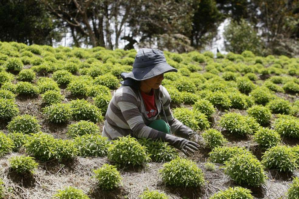 Las dimensiones de las unidades agrícolas familiares serán redefinidas por el Incoder. / Archivo