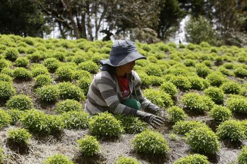 Así han sido los dos años de la administración Duque en materia agropecuaria