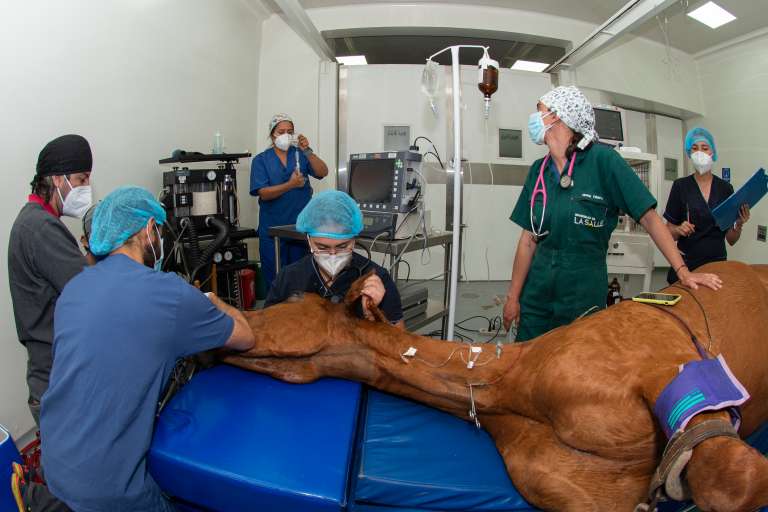 La Clínica Veterinaria presta sus servicios al público desde el año 1981. Hoy cuenta con una clínica para grandes y pequeños animales.