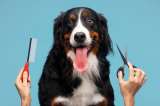 Servicios no veterinarios para mascotas, una regulación pendiente