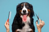 Mercado de las mascotas en Colombia: tendencias de consumo en 2023