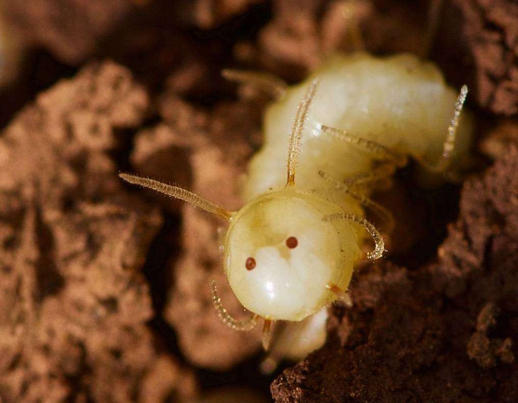 La larva de mosca azul mostrando la ‘máscara de termita’ en el momento de ser descubierta en un termitero en el Anti-Atlas de Marruecos. / Roger Vila