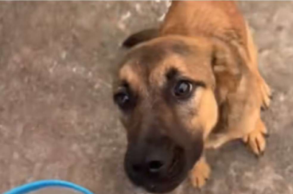 Moon permanecerá bajo observación veterinaria antes de ser esterilizada.