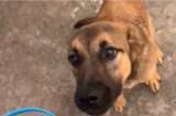 La historia detrás del video de Moon, la perrita abandonada en una gasolinera