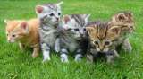 ¿Qué raza tienen los gatos más pequeños del mundo?