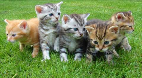 ¿Qué raza tienen los gatos más pequeños del mundo?