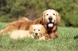 ¿A qué edad un perro se considera adulto y en qué cambia?