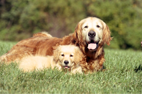 ¿Cómo hacer más feliz a tu perro viejo? Adapta tu casa con estos cambios