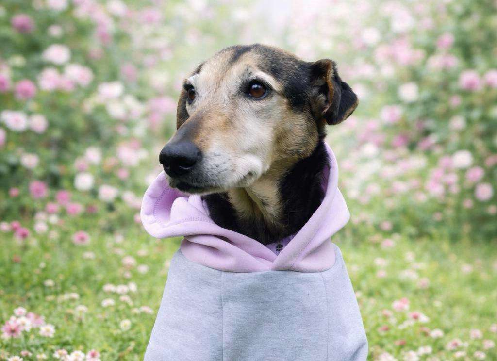 Bella, perrita de 10 años que fue rescatada en un caño, busca un hogar