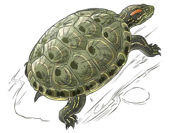 Ilustración de una tortuga hicotea, un animal sagrado para los indígenas del Caribe