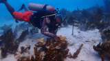 En fotos: los primeros auxilios que están salvando a los arrecifes de coral de Providencia