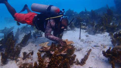En fotos: los primeros auxilios que están salvando a los arrecifes de coral de Providencia