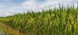 Fedearroz alerta por impacto de crisis global en costos y producción de arroz