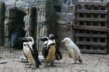 El insólito pingüino albino que nació en zoológico de Polonia