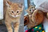 Este gatito siguió a otros gatos buscando comida y su vida cambió por completo