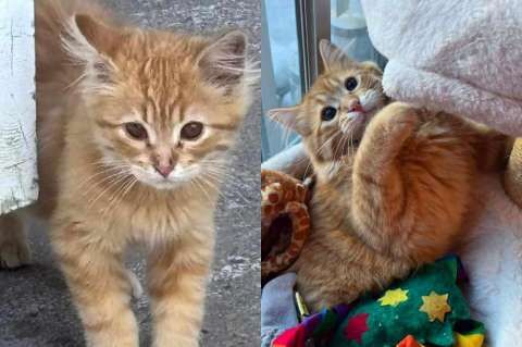 Este gatito siguió a otros gatos buscando comida y su vida cambió por completo