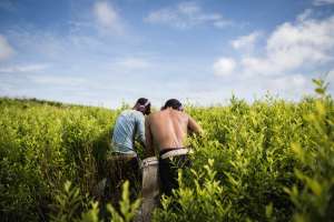 Migrantes en el Catatumbo: raspar coca mientras se araña la vida