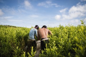 Migrantes en el Catatumbo: raspar coca mientras se araña la vida