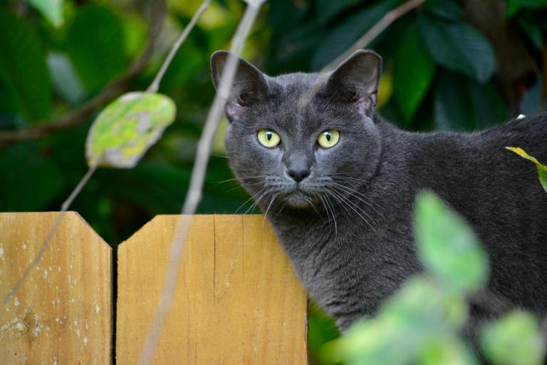¿Qué raza de gato es la más agresiva?