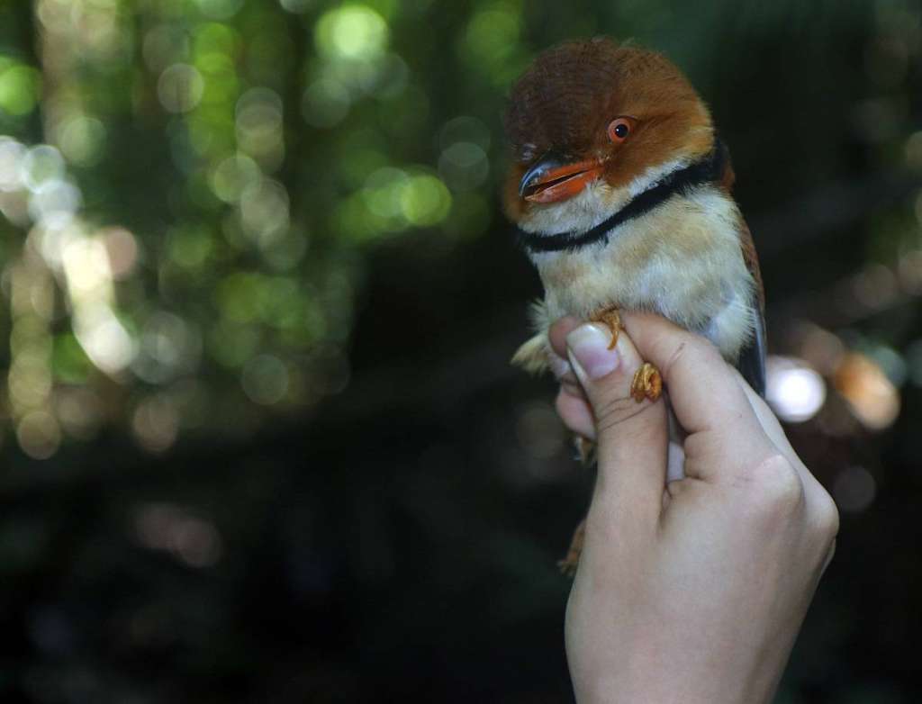 Buco Musiú ("Bucco Capensis"), pájaro representativo del sotobosque amazónico.