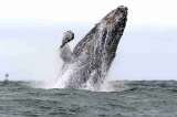 Avistamiento de ballenas en Colombia: una apuesta al turismo responsable