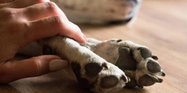 Murió el mismo día de su cumpleaños: la historia de Hanna, la perrita que murió envenenada