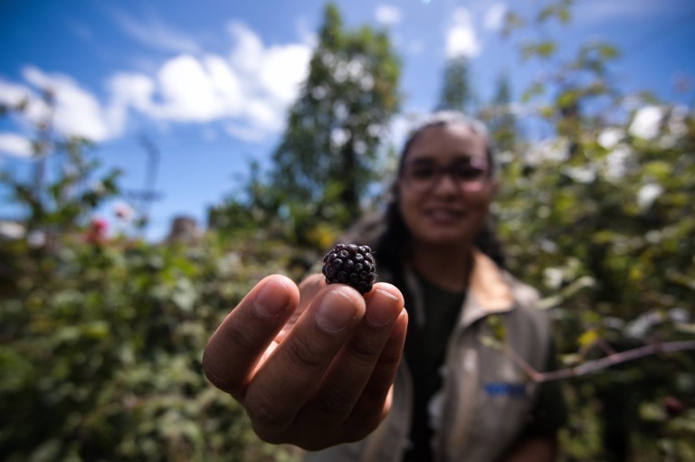 Cobá, el hogar de las abejas