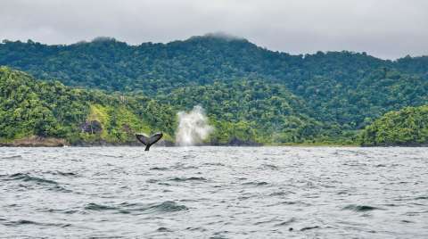 Guía para hacer turismo responsable en el Parque Nacional Utría