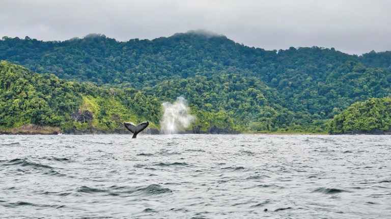 Guía para hacer turismo responsable en el Parque Nacional Utría