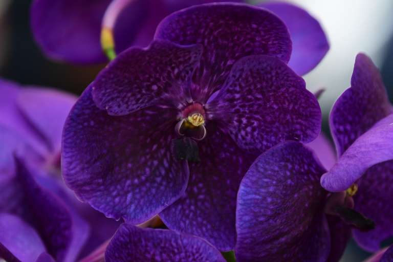 En Colombia existen cerca de 4.350 especies de orquídeas. La mayoría de estas se encuentran en los trópicos y subtrópicos, desde el nivel del mar hasta los 4.000 metros de altura.