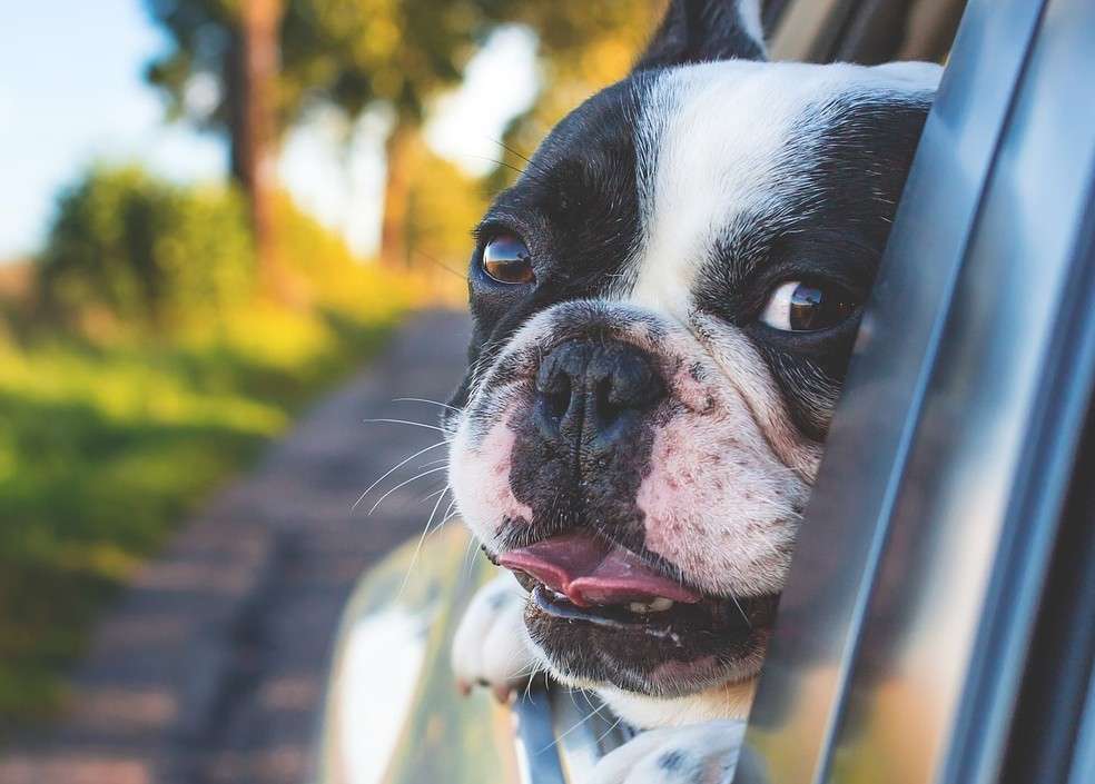 perro, mascota, nombres de perros, pasear perros