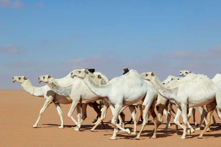 Saudi herder Mansour al-Qatula is pictured next to his animals during the annual King Abdulaziz Camel Festival in Rumah desert, northeast of the Saudi capital Riyadh, on January 10, 2023. - Qatula uses a mode of communication with camels, known as Alheda'a which was recently inscribed on UNESCO's list of intangible cultural heritage, highlighting the deep traditional connection between camels and inhabitants of the Arabian Peninsula. (Photo by Fayez Nureldine / AFP)