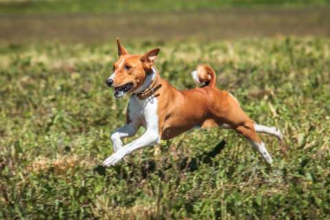 Estas son las razones por las que su perro come pasto y cuándo debería preocuparse