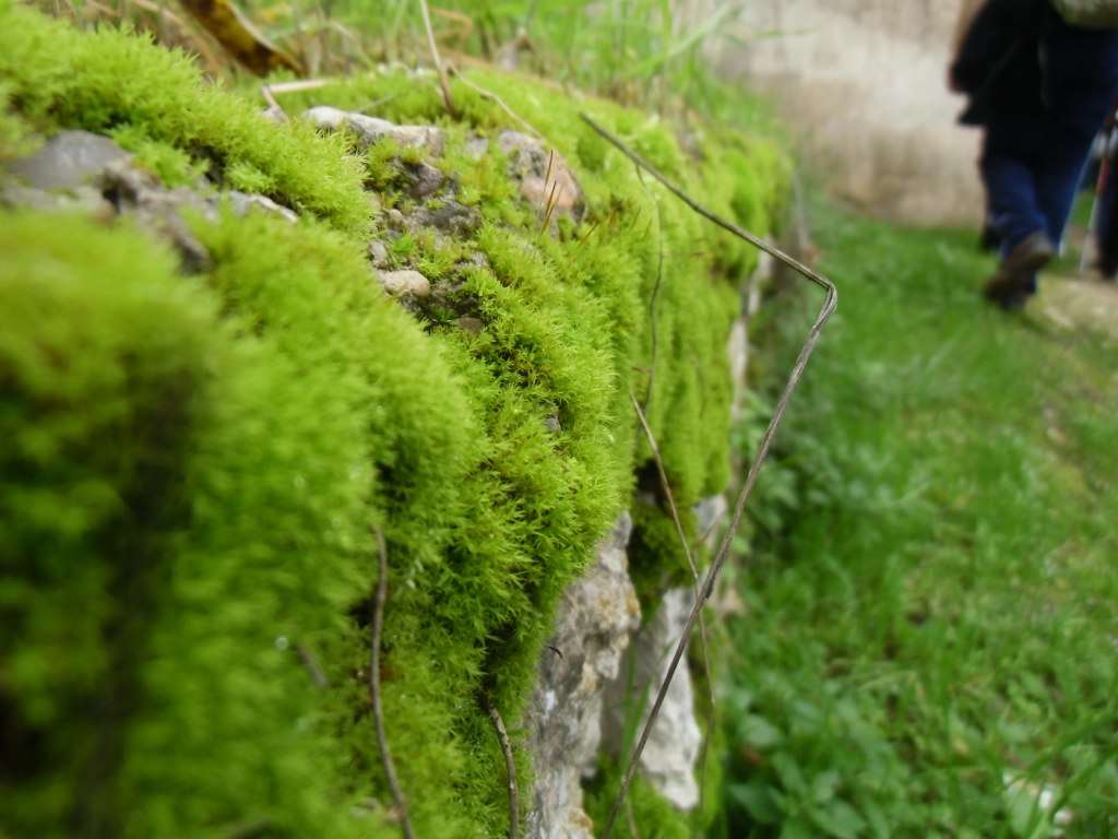 El musgo es una planta pequeña, no vascular, con hojas diminutas y suaves que crecen en estructuras densas y verdes, formando alfombras sobre superficies húmedas. Carece de flores y tiene tallos simples de unos pocos centímetros de altura.