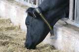 Vacunación bovina contra la fiebre aftosa y la brucelosis superó el 97%