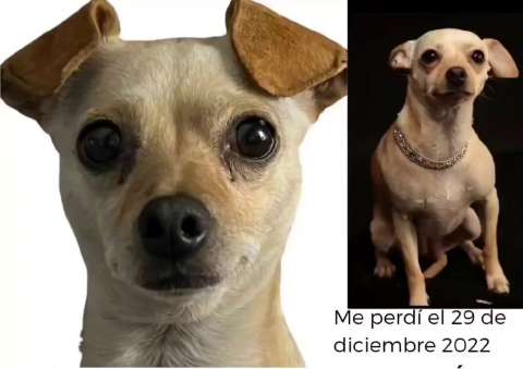 Chavela, la perrita de Galy Galiano, se perdió: ofrecen $2 millones de recompensa