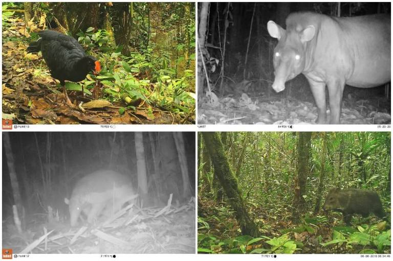 30 especies de fauna se dejan ver en el Parque Nacional Natural Río Puré gracias a cámaras trampa