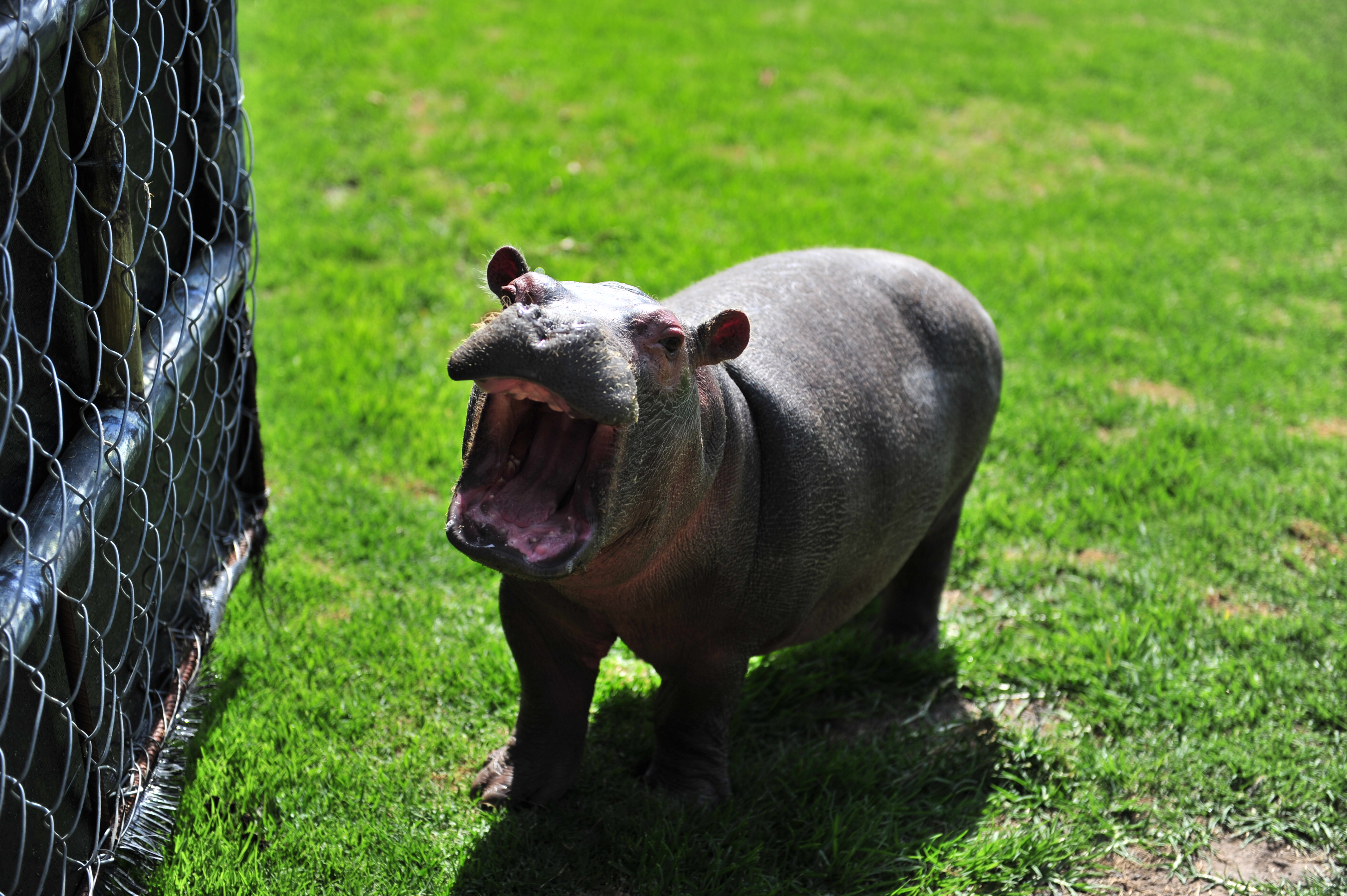 Estudiantes de la facultad de veterinaria de la Universidad La salle, realizan prácticas profesionales en el Zoológico Parque Jaime Duque, con Animales como Hipopótamos, serpientes y Dantas.