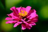 Rosa mística: cuidados esenciales para un jardín lleno de flores